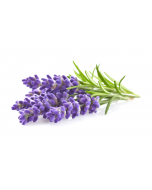 Lavender Oil - Organic