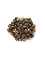 Moringa Oil - Refined Organic 
