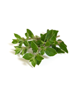 Oregano Oil - Minutiflorum Organic