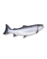 Salmon Oil - Wild Alaskan