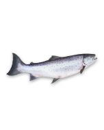 Salmon Oil - Norwegian