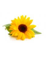 Sunflower Lecithin - Liquid Non-GMO