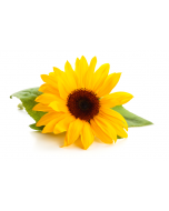 Sunflower Lecithin - Liquid Organic