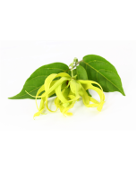 Ylang Ylang Oil - Complete