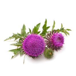 Buy Bulk - Milk Thistle Seed Oil | Jedwards International