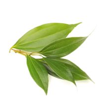 Cinnamon Leaf Oil - Organic