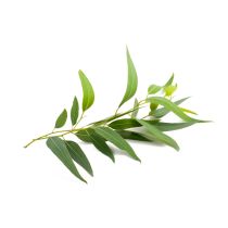 Eucalyptus Oil - Citriodora