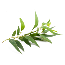 Eucalyptus Oil - Globulus