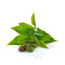 Green Tea Seed Oil - Virgin