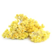 Helichrysum Italicum Oil - Organic