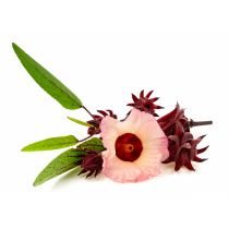 Hibiscus Seed Oil - Virgin Organic
