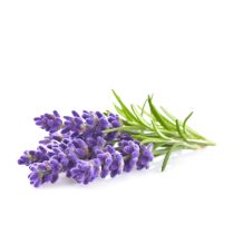 Lavender Oil (Bulgarian)