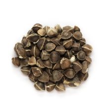 Moringa Oil - Virgin