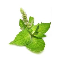 Peppermint Oil (Arvensis)