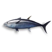 Tuna Oil - 5% EPA & 25% DHA RBDW