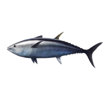Tuna Oil - 5% EPA & 25% DHA RBD 25% Off